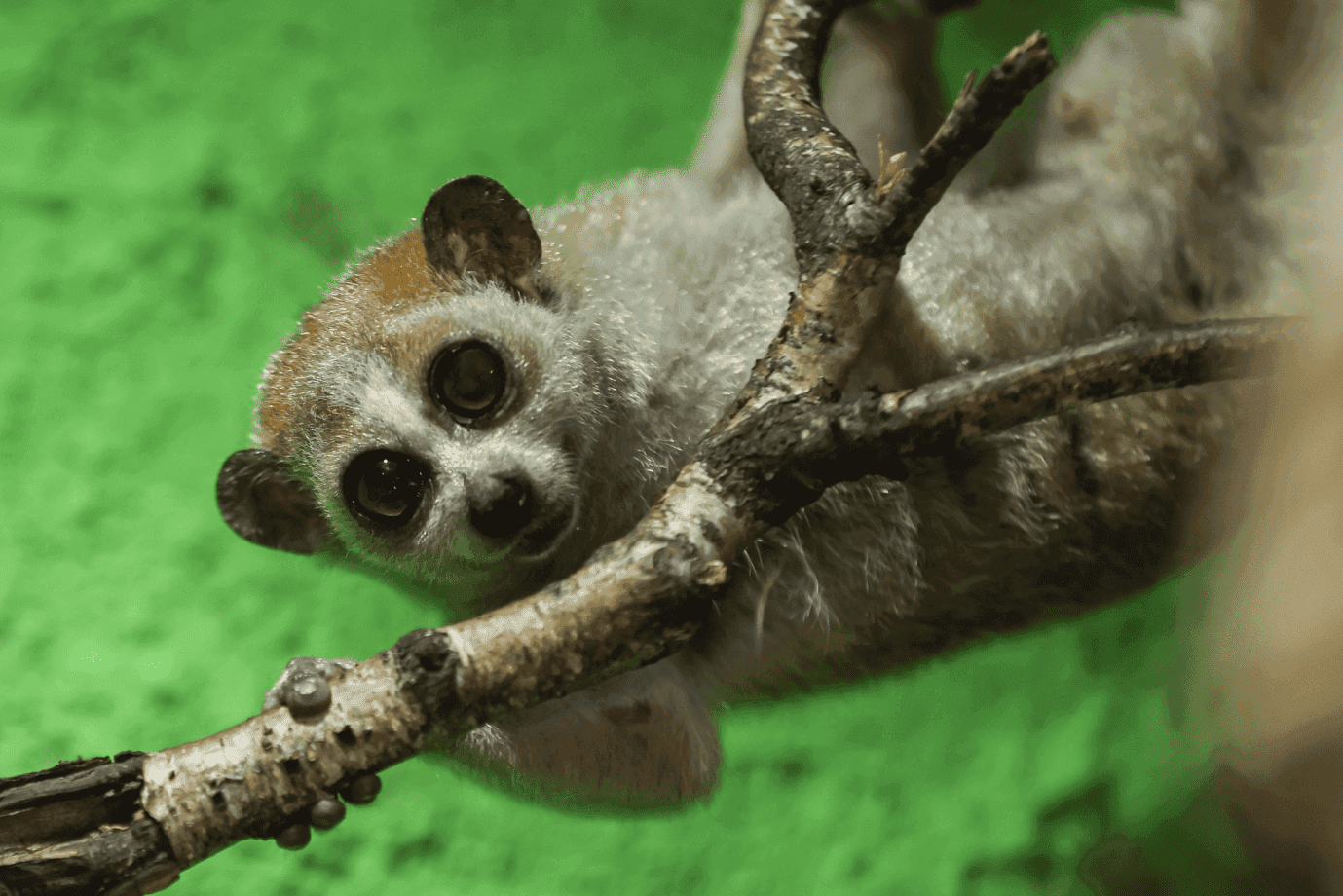 Kukang mały w Małym Zoo w Poznaniu